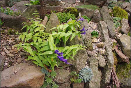 Gentiana asclepiadea.